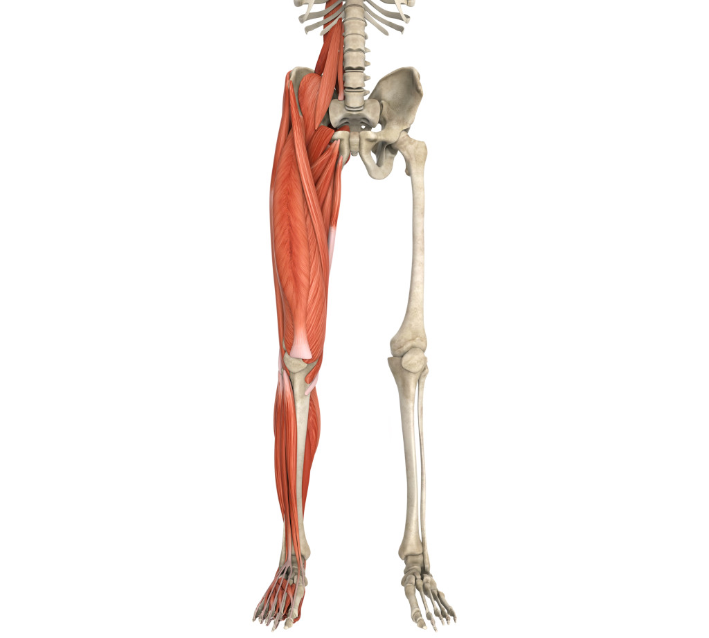 Скелет ноги с мышцами. Анатомия мышц и костей ног. Скелет стопы человека с мышцами. Кость с мышцами нога.